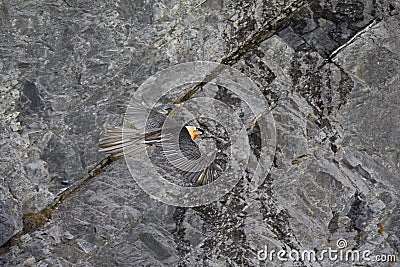 An adult Bearded vulture soaring in front of the Swiss Alps at high altitude. Stock Photo