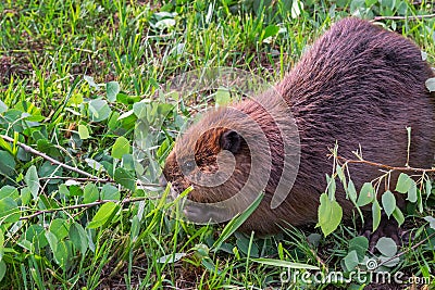 Adult Beaver Castor canadensis Chews on Leafy Branch Summer Stock Photo