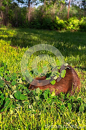 Adult Beaver Castor canadensis Feeds on Leafy Branch Summer Stock Photo