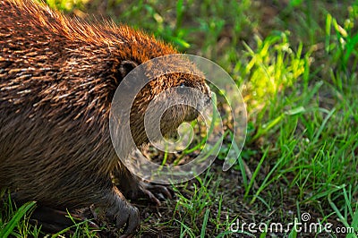 Adult Beaver Castor canadensis Looks Right From Ground Summer Stock Photo
