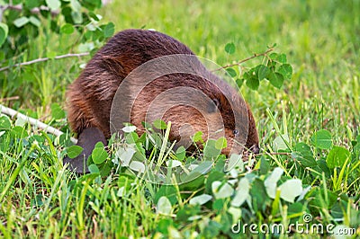 Adult Beaver Castor canadensis Looks Up Tail Flipped Forward Summer Stock Photo