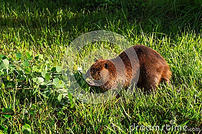 Adult Beaver Castor canadensis Munches on Leaves Summer Stock Photo