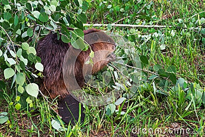 Adult Beaver Castor canadensis Sits Under Branch Chewing on Leaves Summer Stock Photo