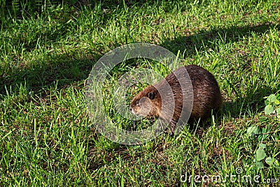 Adult Beaver Castor canadensis Stands in Grass Looking Towards Shadow Summer Stock Photo