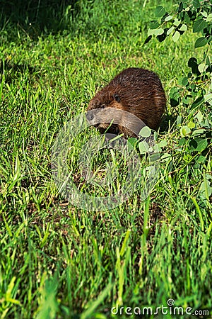 Adult Beaver Castor canadensis Stands in Grass Under Leaves Copy Space Summer Stock Photo