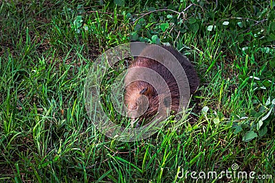 Adult Beaver Castor canadensis Takes a Snooze in the Grass Summer Stock Photo