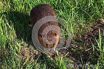 Adult Beaver Castor canadensis Walks Below Summer Stock Photo