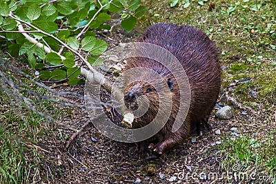 Adult Beaver Stock Photo