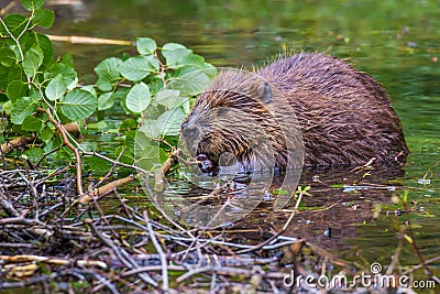 Adult Beaver Stock Photo