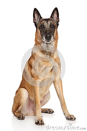 Adult Belgian shepherd dog Stock Photo