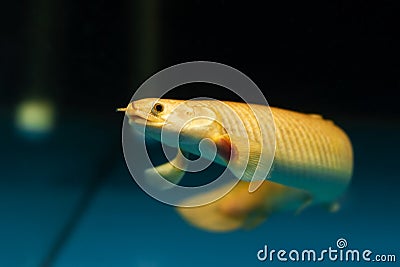 Adult big curvier bichir, easy to keep nocturnal carnivore and bottom dweller in yellow coloration Stock Photo