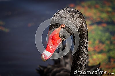 Black Swan Head Stock Photo