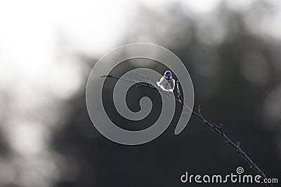 An adult blue tit singing loud and proud on a branch. Stock Photo