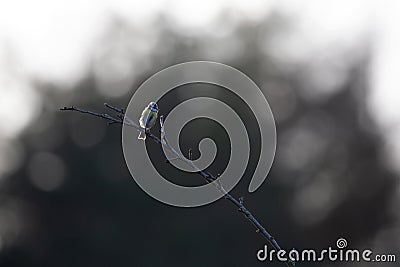 An adult blue tit singing loud and proud on a branch. Stock Photo