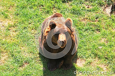 Walking brown bear in the natural environment Stock Photo