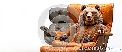 Adult Brown Bear Relaxed in Vintage Leather Office Chair. White background. Animal in human setting Stock Photo