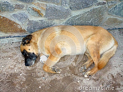An adult purebred domestic dog is sleeping near a stone wall on the floor Stock Photo
