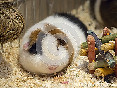 Teddy Guinea Pig on wood shavings with toys Stock Photo