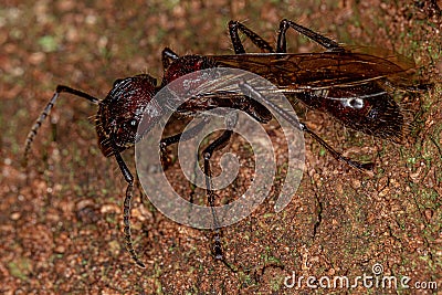 Adult Bullet Ant Queen Stock Photo