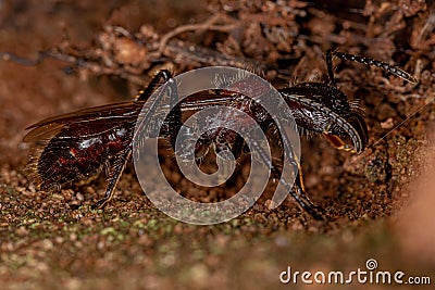Adult Bullet Ant Queen Stock Photo