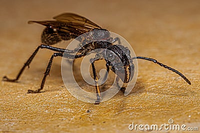 Adult Bullet Ant Queen Stock Photo