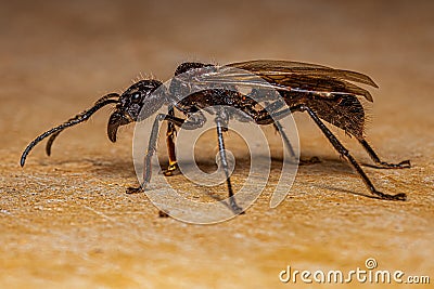 Adult Bullet Ant Queen Stock Photo