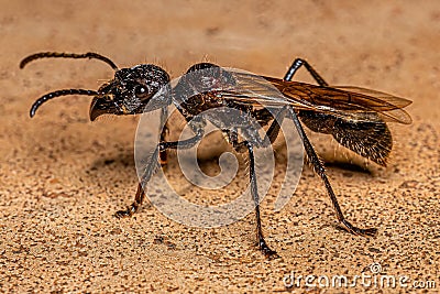 Adult Bullet Ant Queen Stock Photo