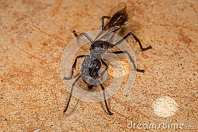 Adult Bullet Ant Queen Stock Photo