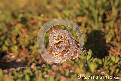 Adult Burrowing owl Athene cunicularia perched outside its burrow on Marco Island Stock Photo