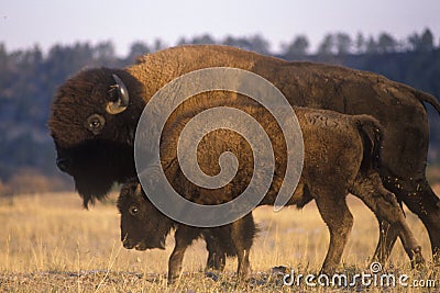Adult and calf buffalo standing in field, NE Stock Photo