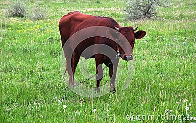 Adult calf. Farm animals in the wild. Summer day. Cattle Stock Photo