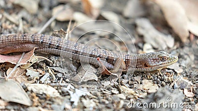 Adult California Alligator Lizard basking on trail Stock Photo