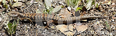 Adult California Alligator Lizard with Regenerated Tail Stock Photo