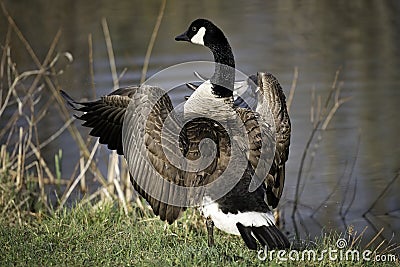 Adult Canadian goose flexing wings at a refuge pond. Stock Photo