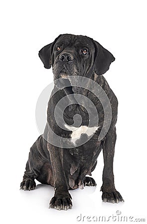 Adult cane corso Stock Photo