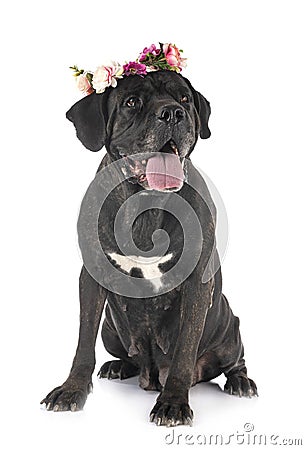 Adult cane corso Stock Photo