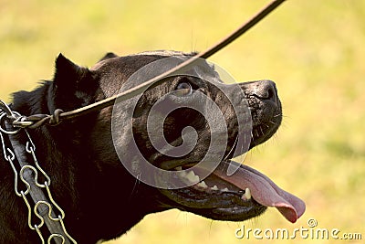 Adult Cane Corso on nature. Stock Photo