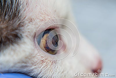 Adult cat with corneal ulcer Stock Photo