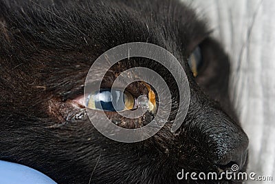 Adult cat with herpesvirus infection and purulent conjunctivitis Stock Photo