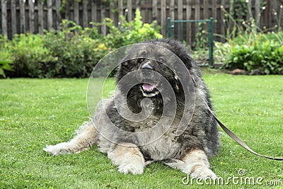 Adult Caucasian Shepherd dog on grass Stock Photo