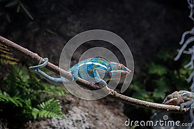 adult chameleon on a branch in an angry state, bright rich color of a Panther before danger a Stock Photo