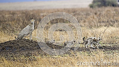 Adult Cheetah with four cubs sitting on a mound Stock Photo