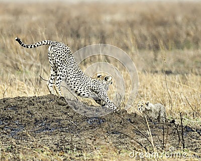 Adult Cheetah with one cub stretching on a mound Stock Photo