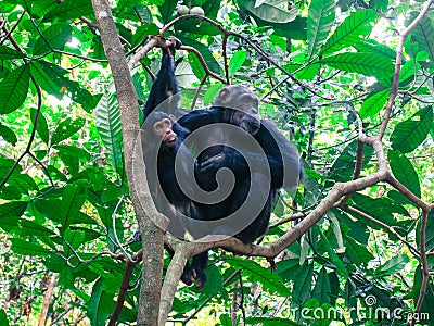 Adult chimpanzee with her baby in a tree at the Gombe National Park forest Stock Photo