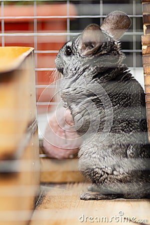 Adult chinchilla in a wooden cage standing and watching, cute rodent, thoroughbred pet Stock Photo