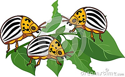 Adult Colorado potato beetles or Leptinotarsa decemlineata on damaged potato leaf Stock Photo