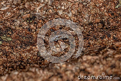 Adult Common Barklice Insect Stock Photo
