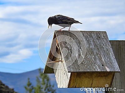 Adult Common Starling Feeding Juvenile Stock Photo