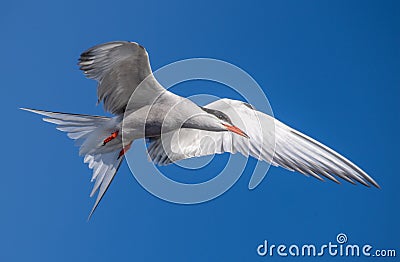 Adult common tern in flight. Blue sky background. Close up. Scientific name: Sterna hirundo Stock Photo