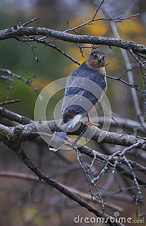 Adult Cooper`s Hawk Amidst Bare Branches - Vertical - Accipiter cooperii Stock Photo